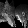 wolf.dreamer