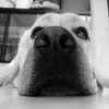 andrea.mazzella72