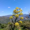 massimoprilll