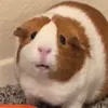 opiumdupauvre