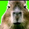 fp_capybara2