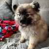 willow_thepompom