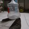 galaodesapato