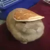 _capibara_mainrp_