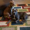 nylabonebullies