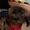 ophelia_thechipoodle