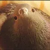 poshelnaxyi_339