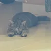 rooseeess