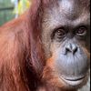 orangutan163
