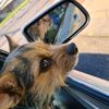fuzzybkr