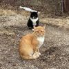 kittiekindergarten
