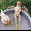 ngheonhatrbl
