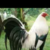 batichchuta