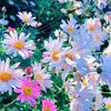 raishaislam2255