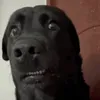 hitsuji.aiueo
