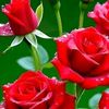 zahid77658