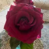 mirabelle.rose73