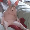 alicepensjonist