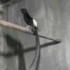 thuccoi4