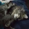 max_10734