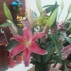 dya098pjklwua