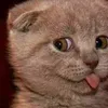 imminentcat
