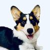 gustaw_thecorgidog