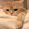 Ko t