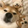 Super super petlover