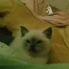 vinilll4