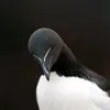 razorbill.birs