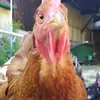 meliwilhelmii
