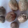 duonggia3585