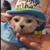 gunnerguycatdad