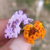 flordeelyfl