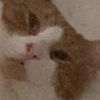 sillycatz4