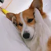 meoanhmeoxiem