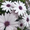 1375_daylin