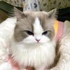 shaynala.aurora