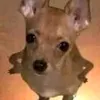 mierdilla5