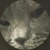 adrianluca245