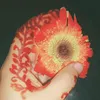 ireainalammunia0