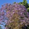 jacaranda_144