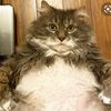 fat_cat_lover1