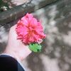 shohadaislam6