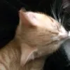 0_.danio._.malinowe._0