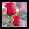 bilalgeebilalg521