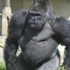 hornygorilla69420