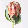 queenprotea1