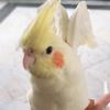 birbsathome